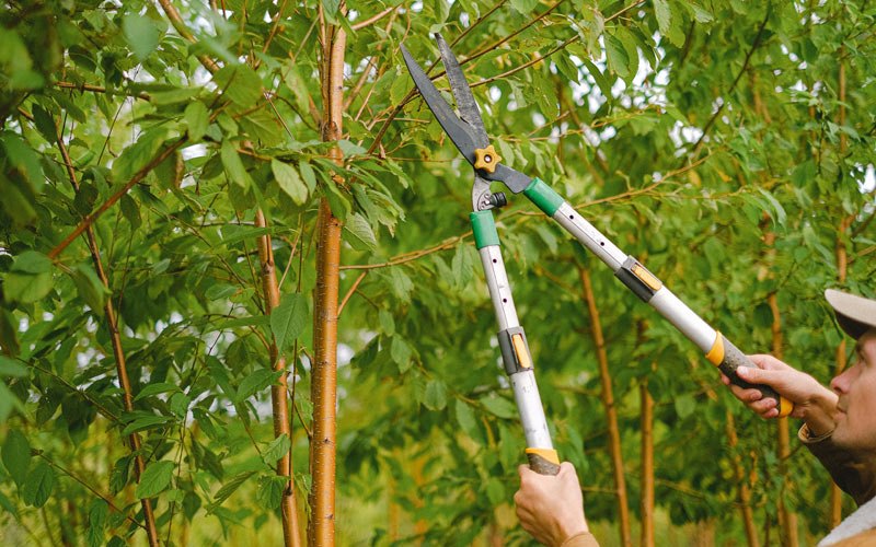 Tree trimming in Landisville, NJ